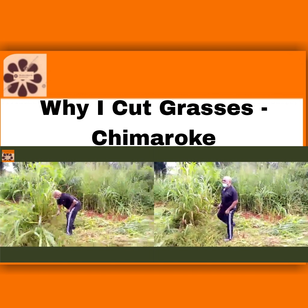 Why I Cut Grasses - Chimaroke ~ OsazuwaAkonedo #2023Election #APC #Chimaroke #Enugu #Nnamani #Abubakar #Atiku #LP #Obi #Obidients #OsazuwaAkonedo #PCC #PDP #Peter #Tinubu