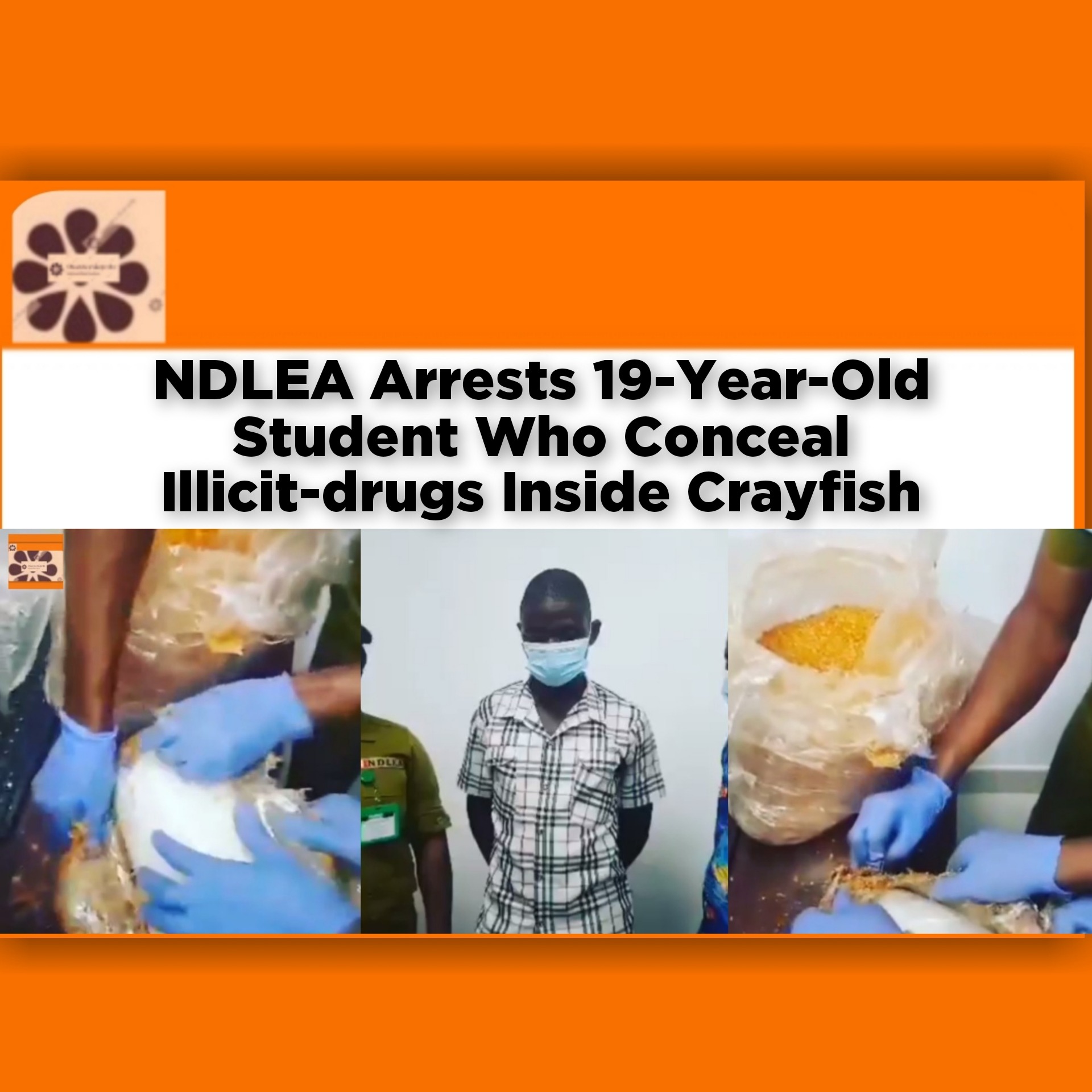 NDLEA Arrests 19-Year-Old Student Who Conceal Illicit-drugs Inside Crayfish