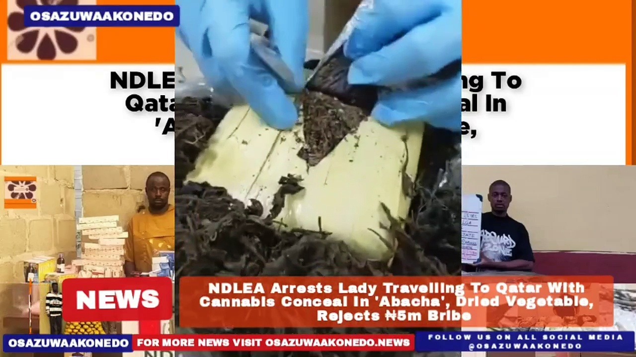 Video ~ NDLEA Arrests Lady Travelling To Qatar With Cannabis Conceal In ‘Abacha’, Dried Vegetable, Rejects ₦5m Bribe ~ OsazuwaAkonedo