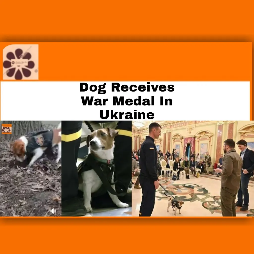 Dog Receives War Medal In Ukraine ~ OsazuwaAkonedo #lives #Nigerian #President #Russia #Ukraine #Ukrainian #VladimirPutin #war